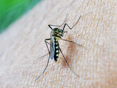 יתושות נגועות בקדחת הנילוס נלכדו במספר מחוזות