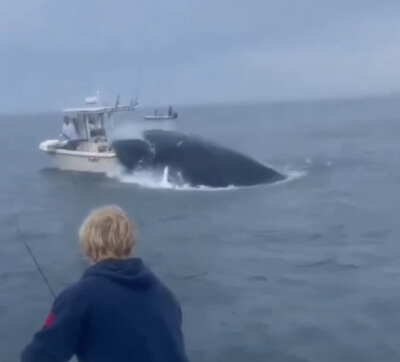 תיעוד מבעית: לוויתן זועם תקף כלי שיט בלב ים