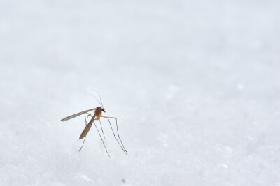 יתושות נגועות בנגיף קדחת מערב הנילוס התגלו בבית שמש